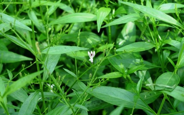 Thailand Izinkan Ekstrak Herbal untuk Terapi Covid-19